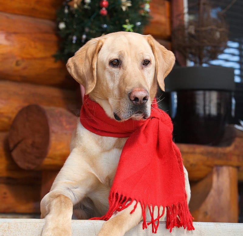 HD wallpaper dog cute red caine scarf funny animal